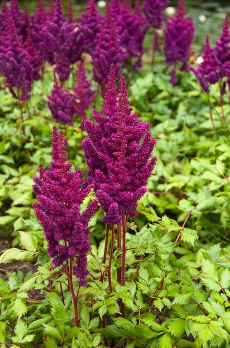 G564 Astilbe Chinensis 'visions In Red' - View 30 from www redcrocus com