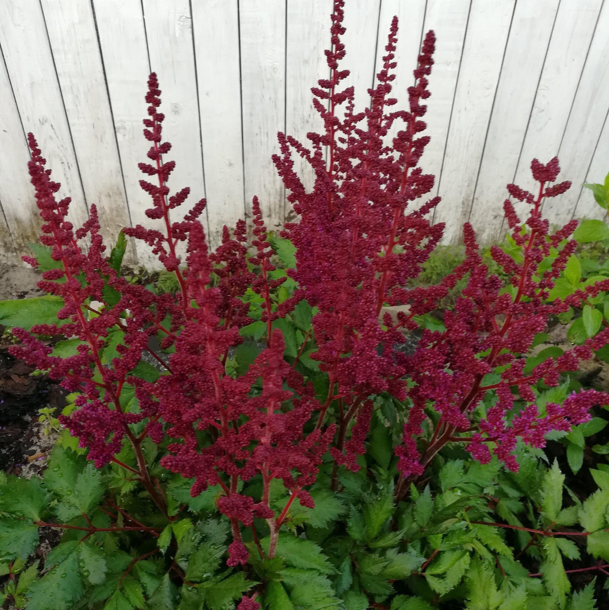G564 Astilbe Chinensis 'visions In Red' - View 33 from www redcrocus com