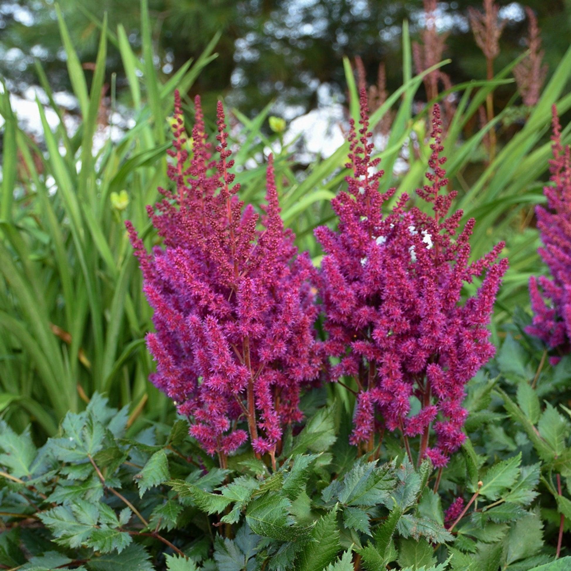 G564 Astilbe Chinensis 'visions In Red' - View 35 from www redcrocus com