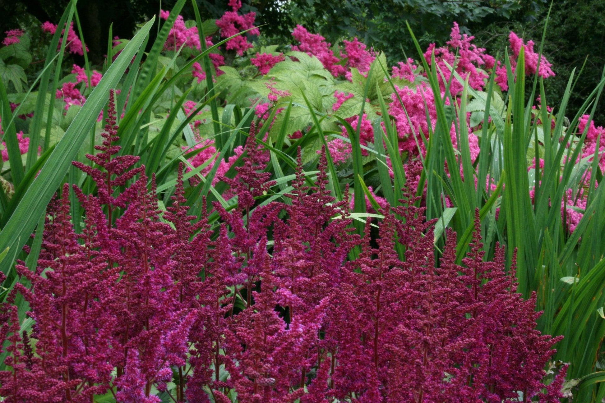 G564 Astilbe Chinensis 'visions In Red' - View 36 from www redcrocus com