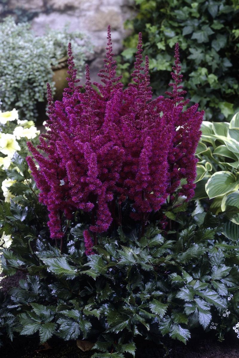 G564 Astilbe Chinensis 'visions In Red' - View 37 from www redcrocus com