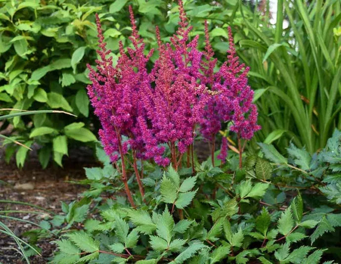 G564 Astilbe Chinensis 'visions In Red' - View 38 from www redcrocus com