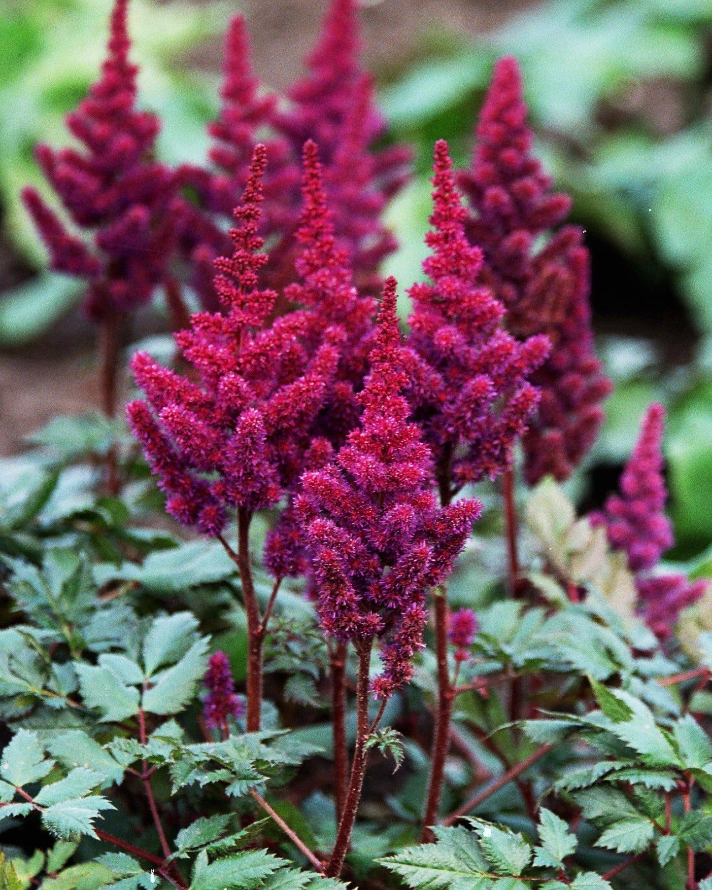 G564 Astilbe Chinensis 'visions In Red' - View 3 from www redcrocus com