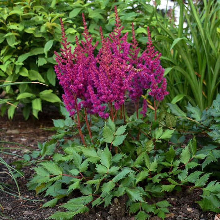 G564 Astilbe Chinensis 'visions In Red' - View 5 from www redcrocus com
