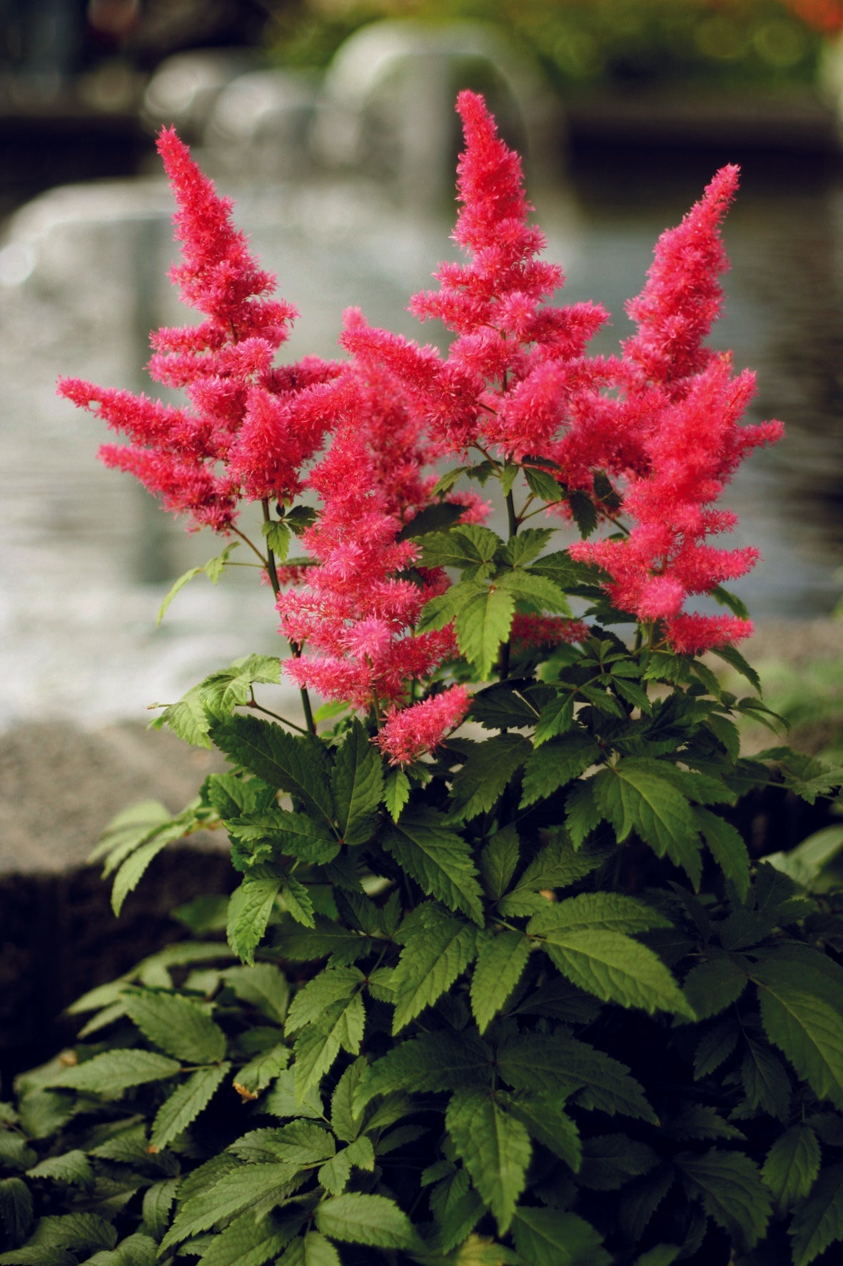 G564 Astilbe Chinensis 'visions In Red' - View 7 from www redcrocus com