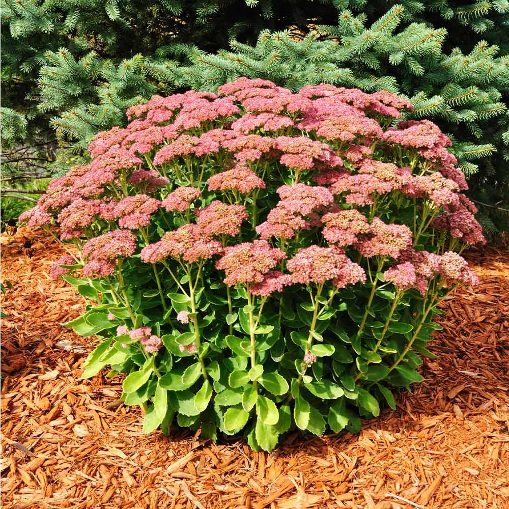 G573 Sedum Spectabile 'autumn Joy' - View 10 from www redcrocus com