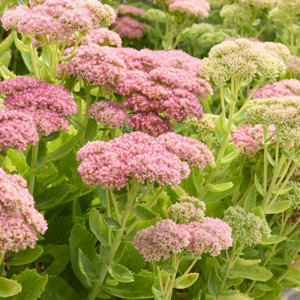 G573 Sedum Spectabile 'autumn Joy' - View 11 from www redcrocus com