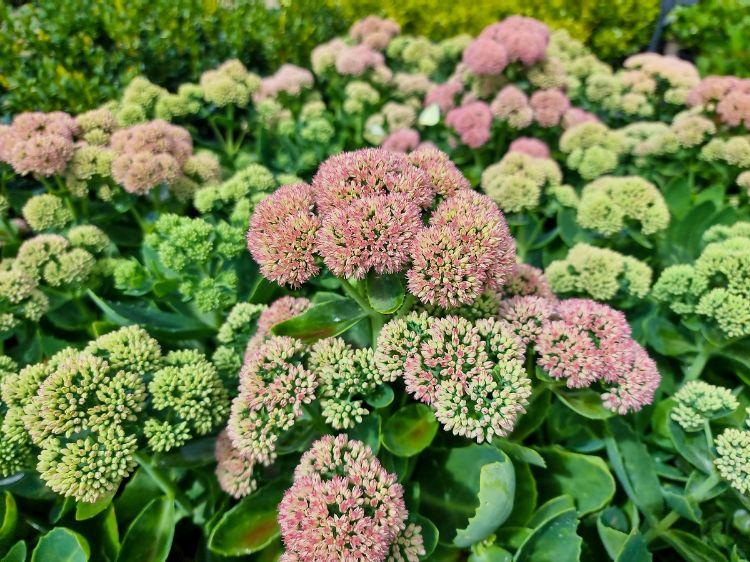 G573 Sedum Spectabile 'autumn Joy' - View 12 from www redcrocus com