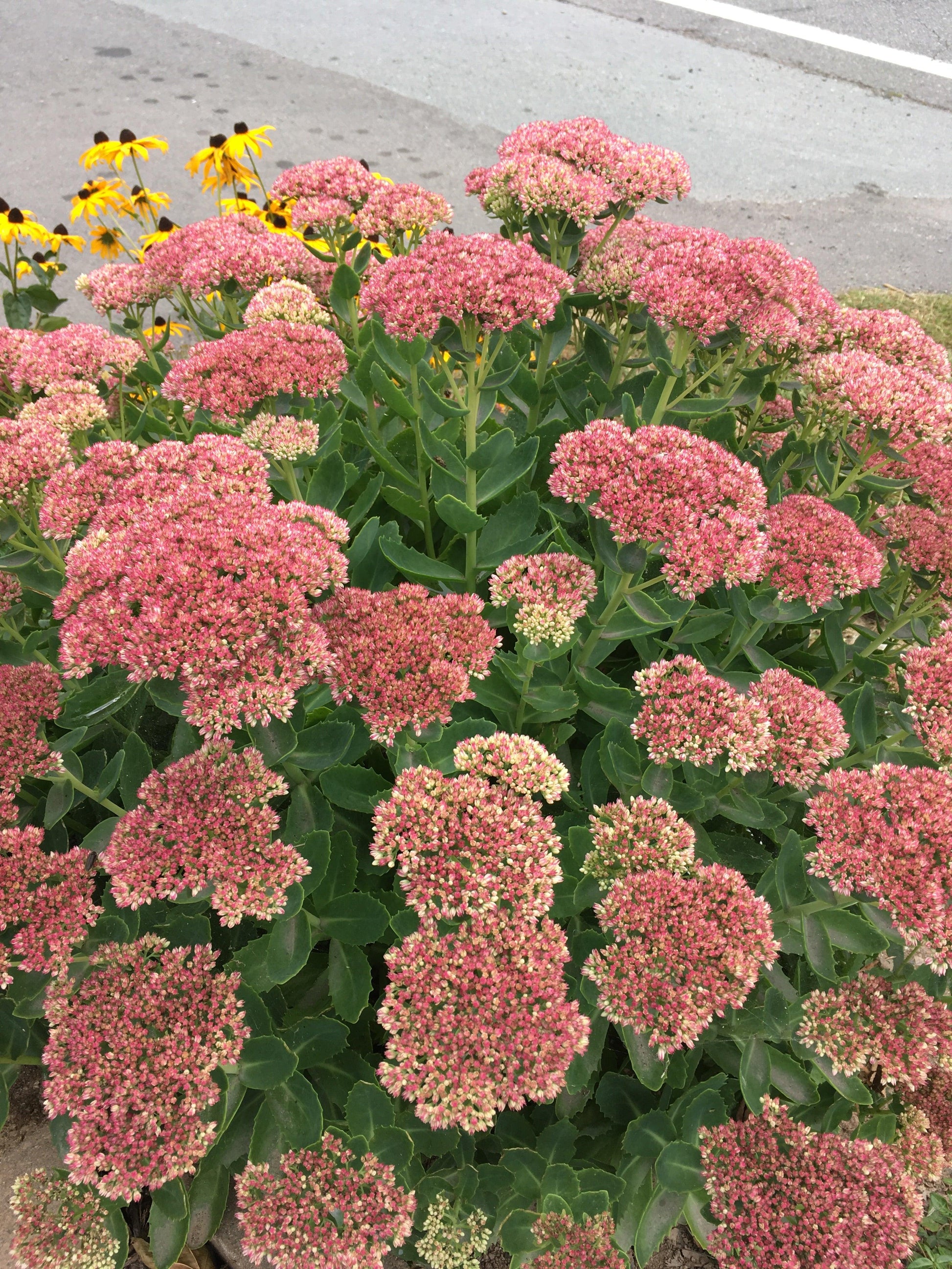 G573 Sedum Spectabile 'autumn Joy' - View 16 from www redcrocus com