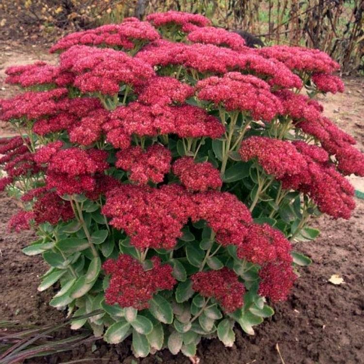 G573 Sedum Spectabile 'autumn Joy' - View 17 from www redcrocus com