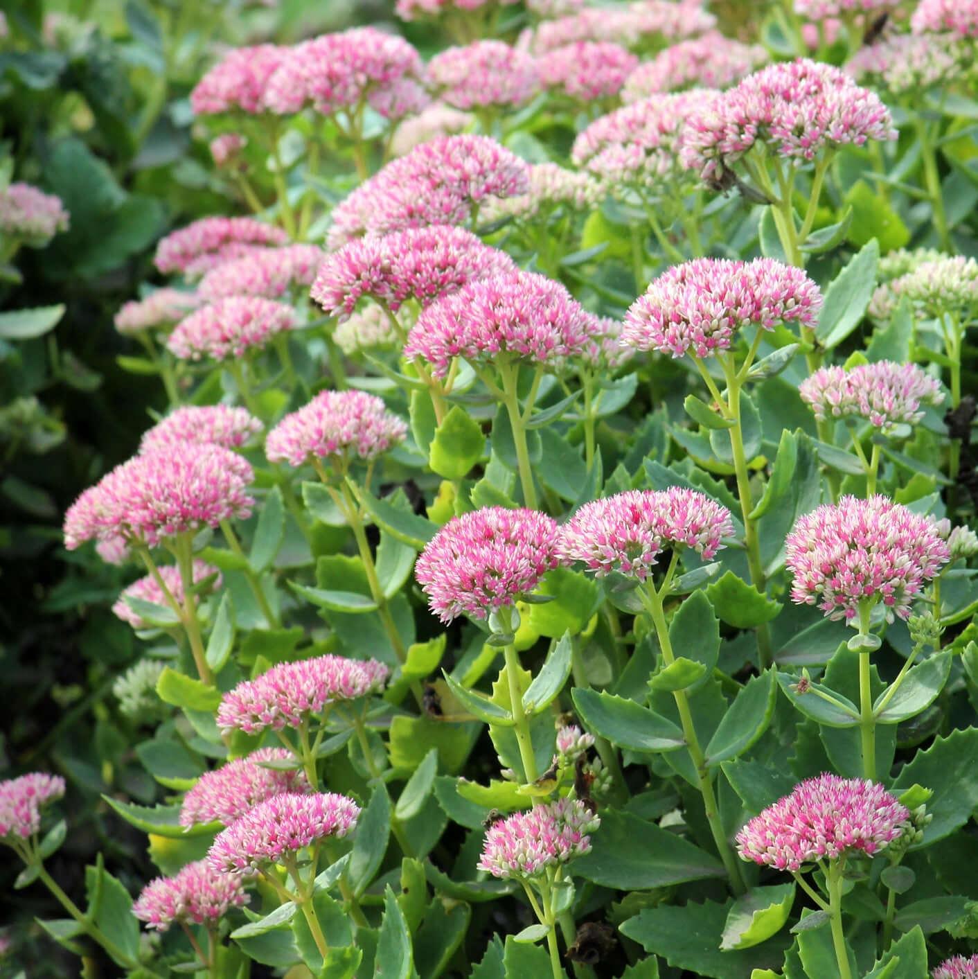G573 Sedum Spectabile 'autumn Joy' - View 1 from www redcrocus com