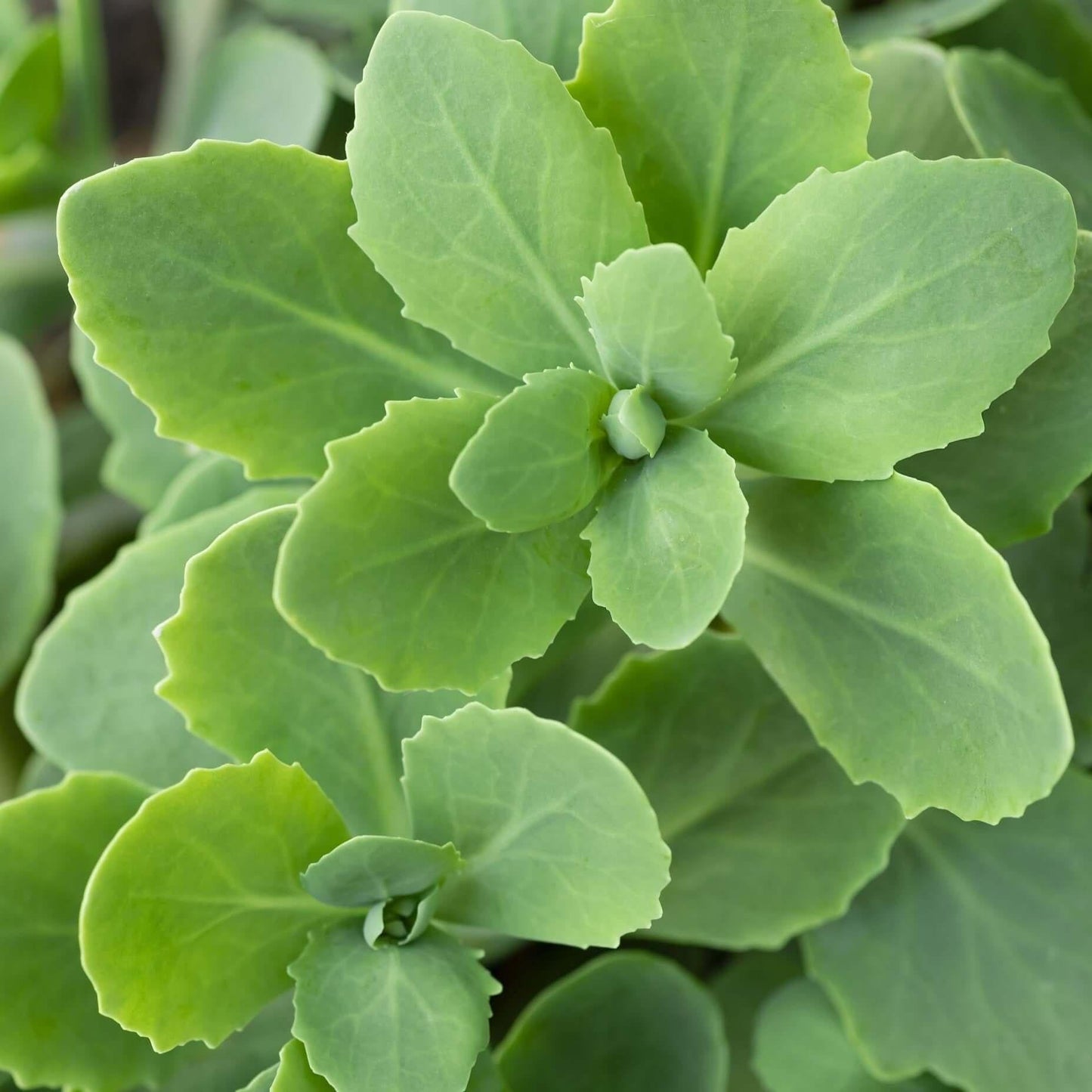 G573 Sedum Spectabile 'autumn Joy' - View 23 from www redcrocus com