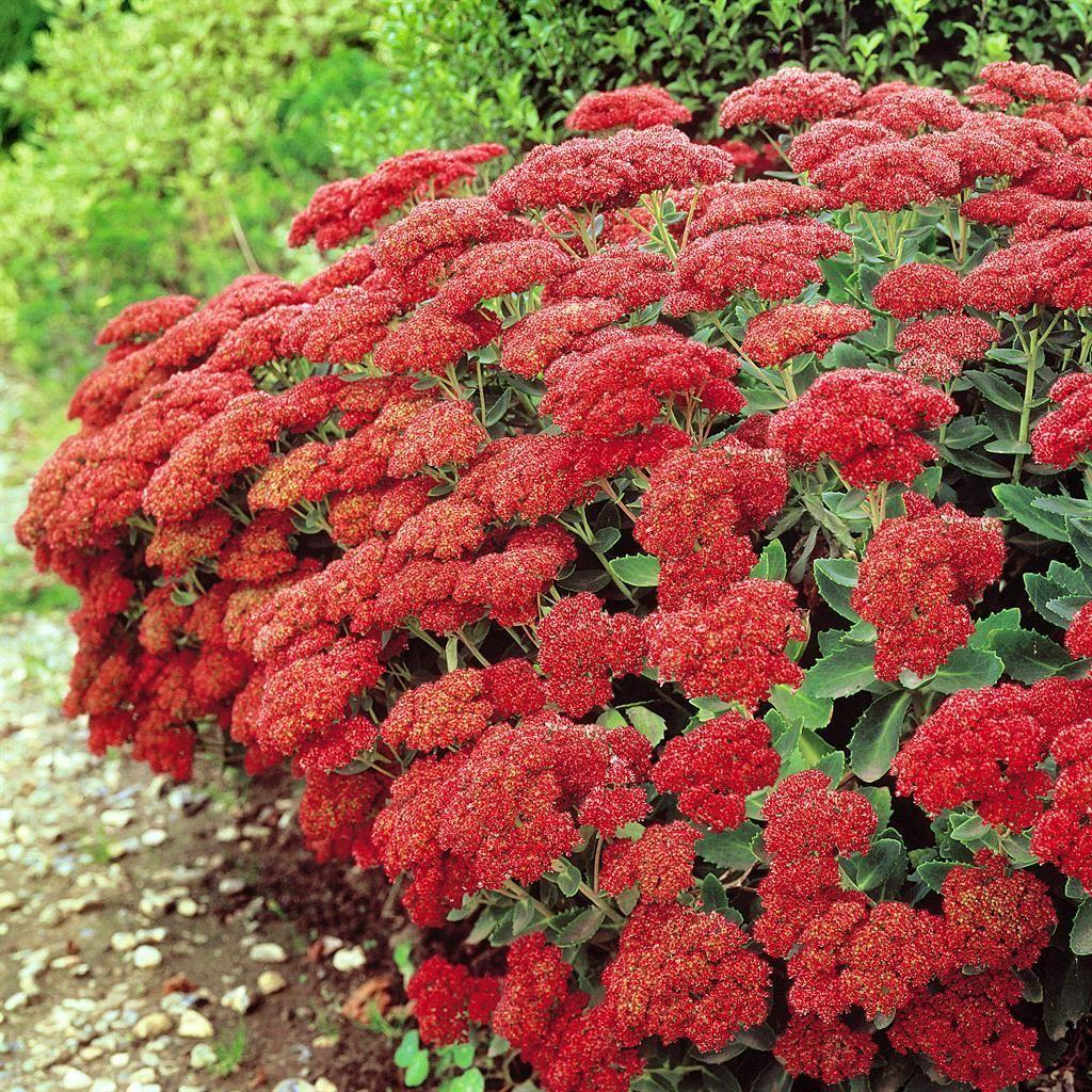 G573 Sedum Spectabile 'autumn Joy' - View 24 from www redcrocus com