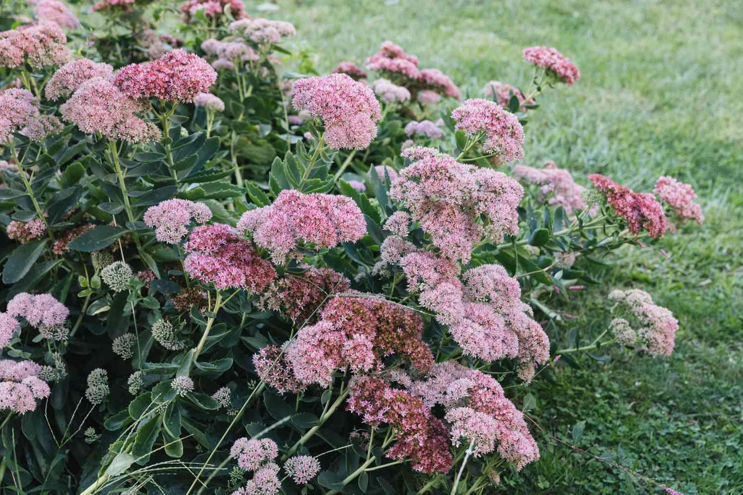 G573 Sedum Spectabile 'autumn Joy' - View 28 from www redcrocus com