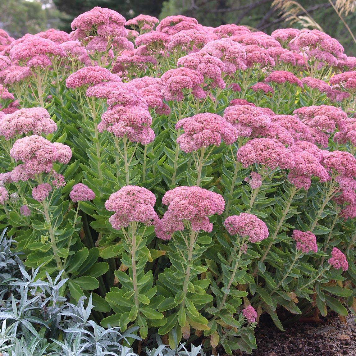 G573 Sedum Spectabile 'autumn Joy' - View 29 from www redcrocus com
