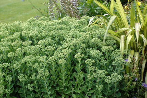 G573 Sedum Spectabile 'autumn Joy' - View 2 from www redcrocus com