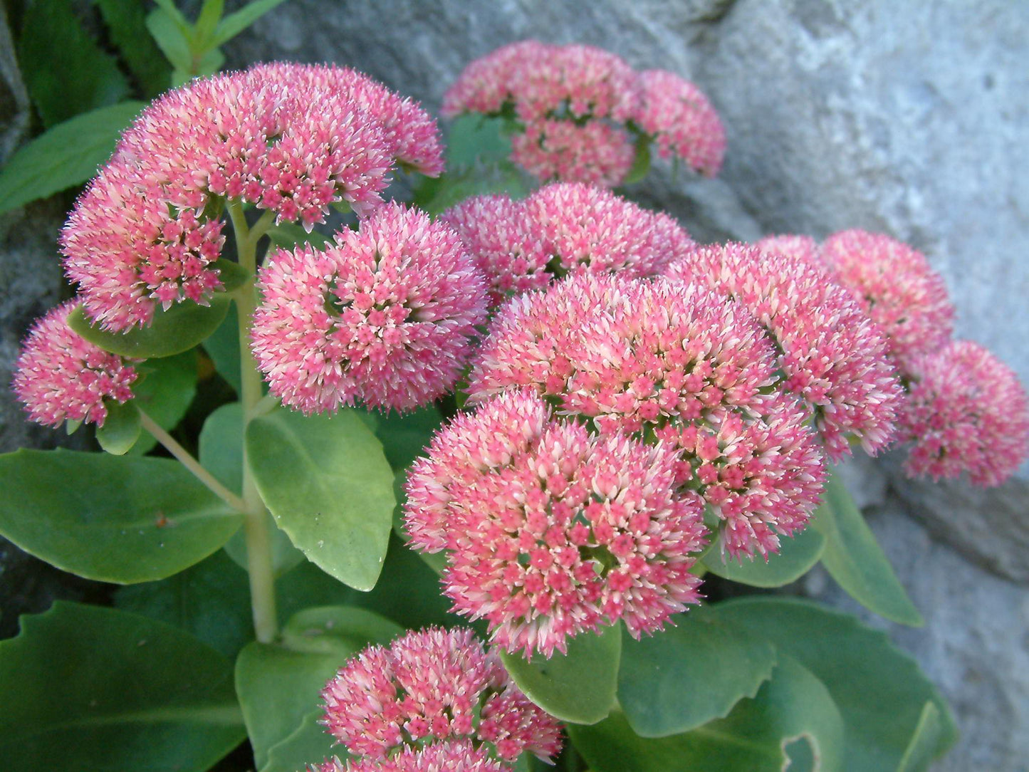 G573 Sedum Spectabile 'autumn Joy' - View 35 from www redcrocus com