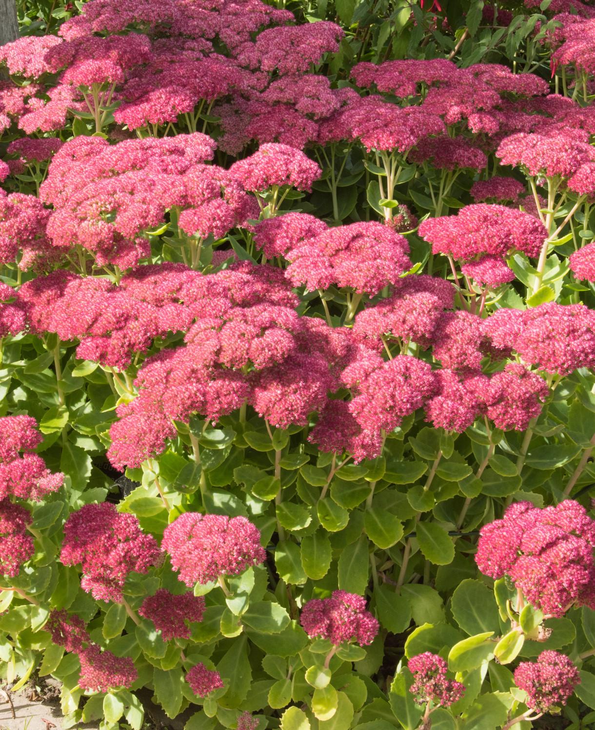 G573 Sedum Spectabile 'autumn Joy' - View 38 from www redcrocus com