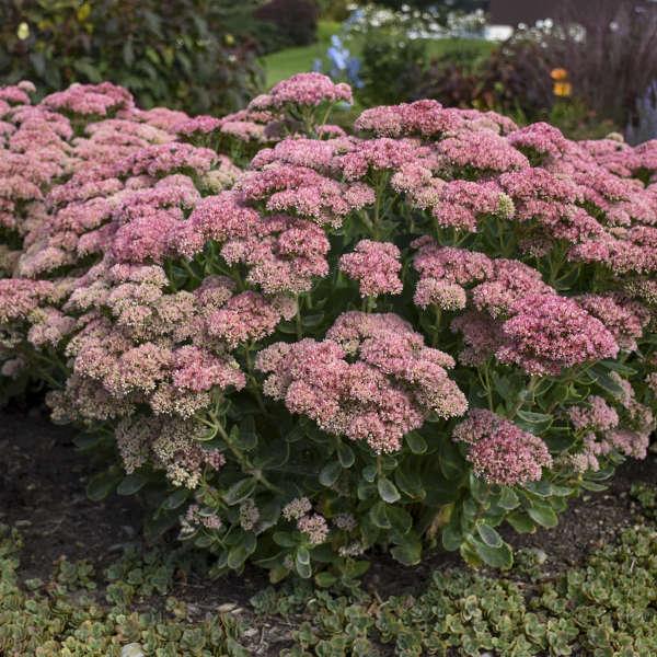 G573 Sedum Spectabile 'autumn Joy' - View 39 from www redcrocus com