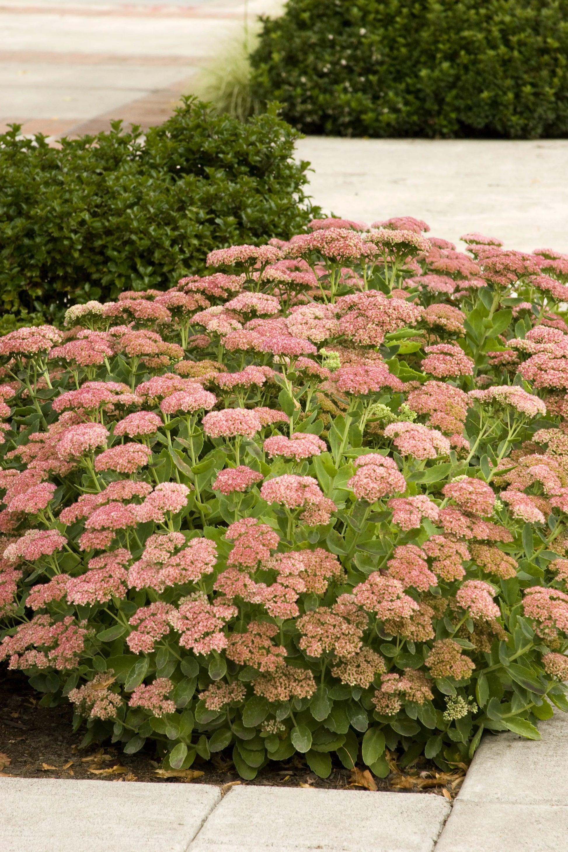 G573 Sedum Spectabile 'autumn Joy' - View 3 from www redcrocus com