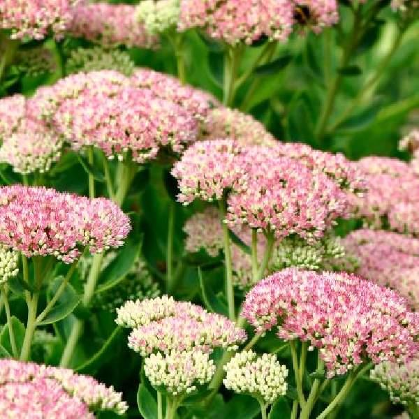 G573 Sedum Spectabile 'autumn Joy' - View 5 from www redcrocus com