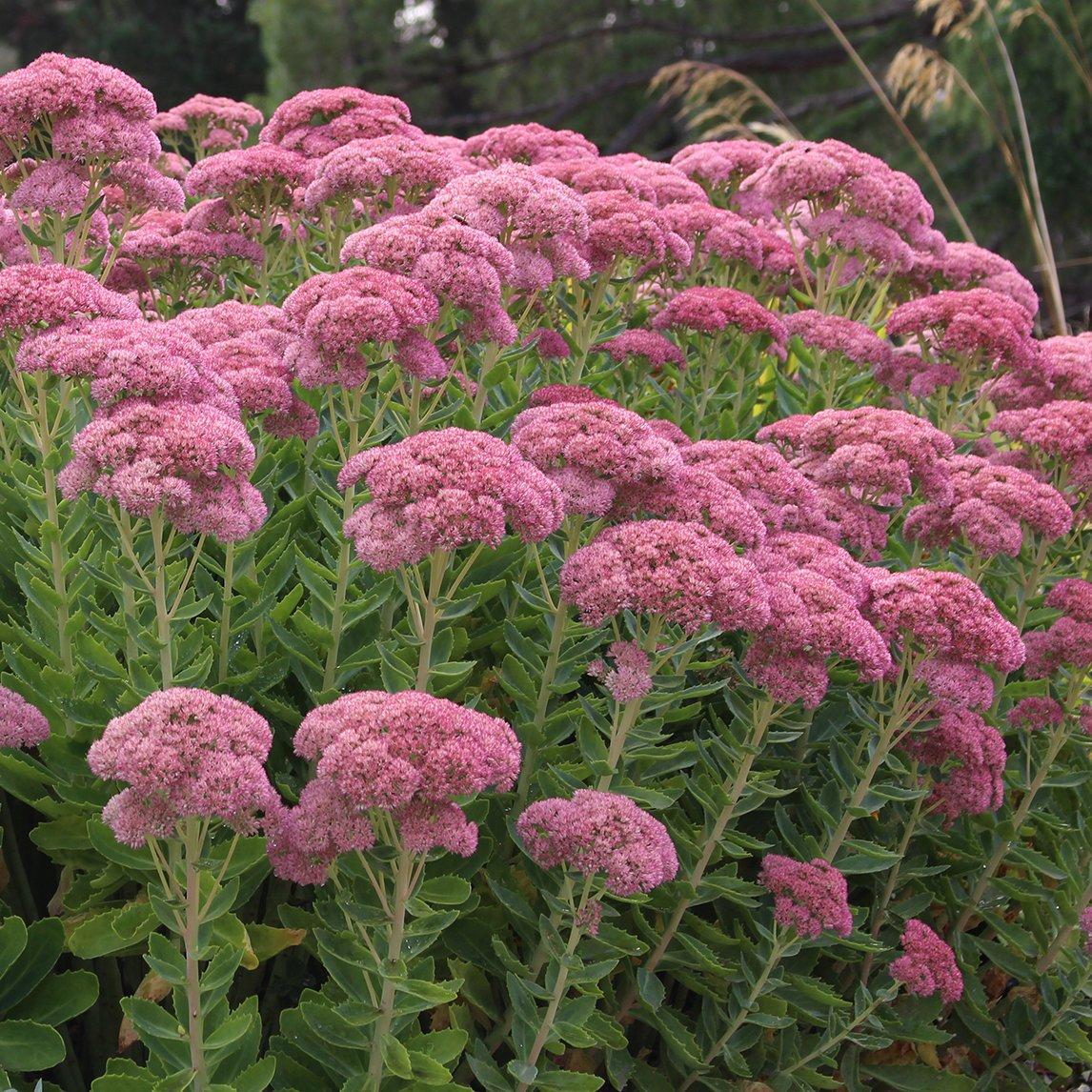 G573 Sedum Spectabile 'autumn Joy' - View 7 from www redcrocus com