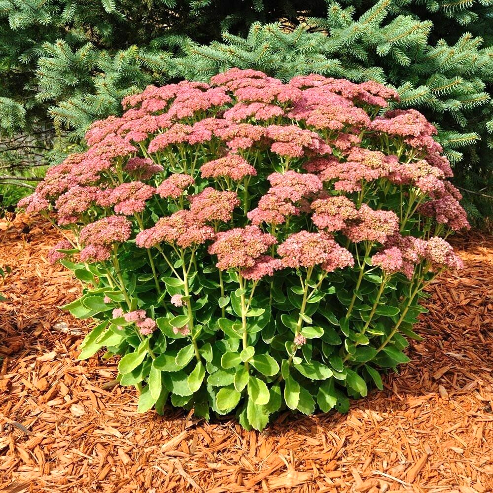 G573 Sedum Spectabile 'autumn Joy' - View 8 from www redcrocus com