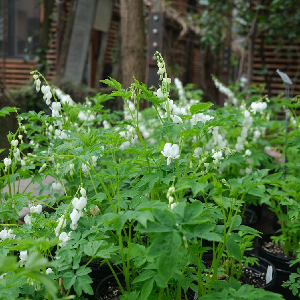 G578 Dicentra Spectabilis - View 11 from www redcrocus com