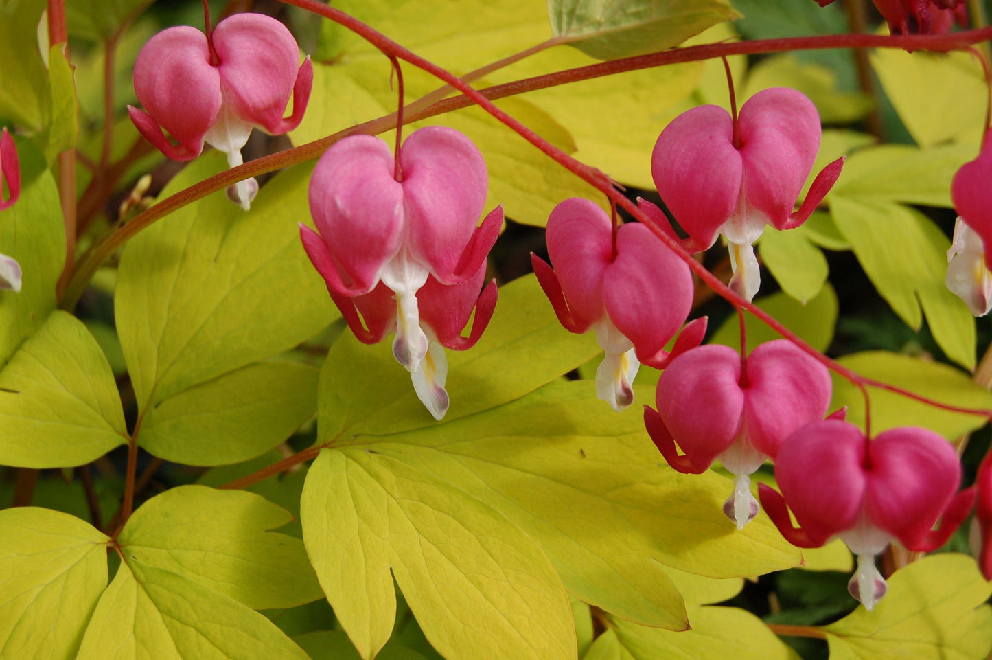 G578 Dicentra Spectabilis - View 14 from www redcrocus com