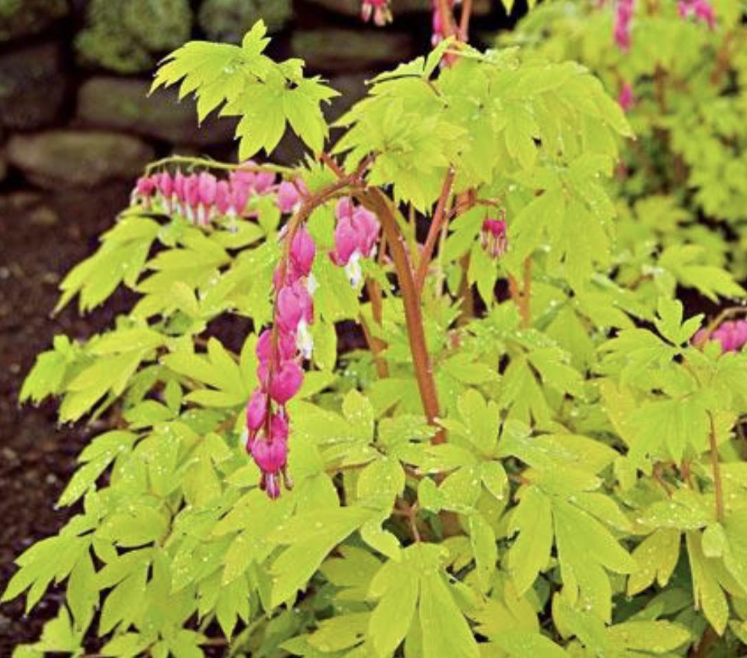 G578 Dicentra Spectabilis - View 15 from www redcrocus com