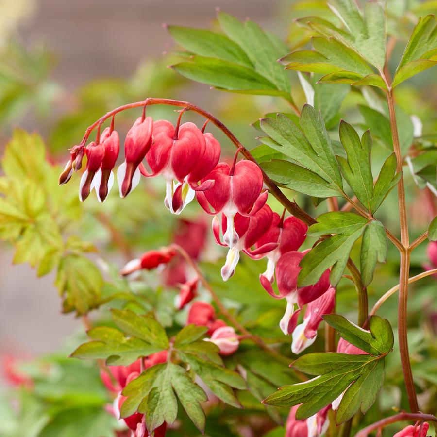 G578 Dicentra Spectabilis - View 17 from www redcrocus com