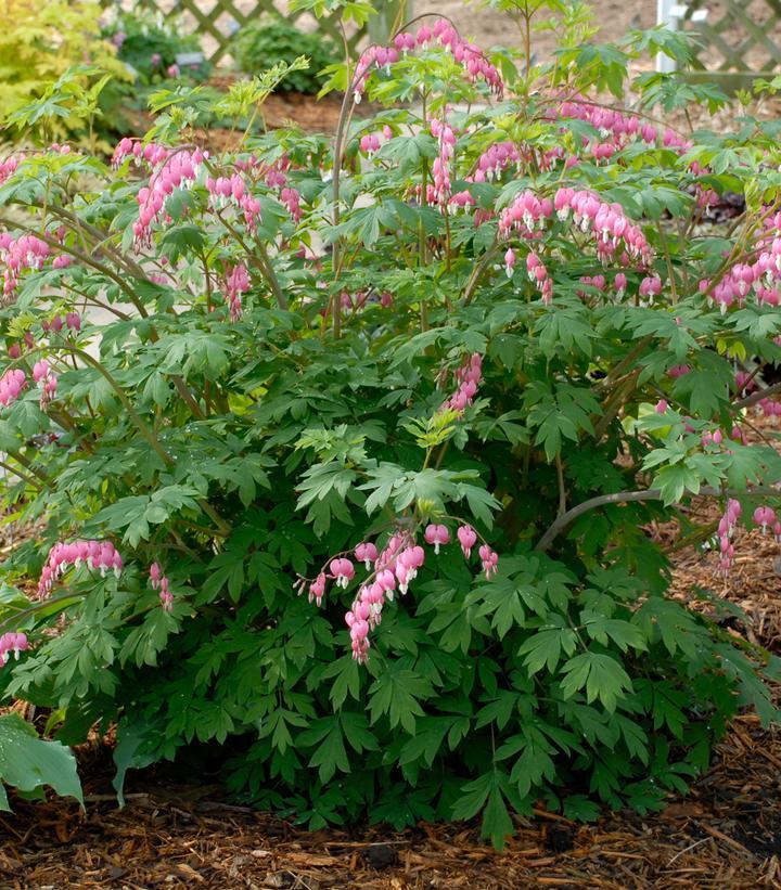 G578 Dicentra Spectabilis - View 18 from www redcrocus com