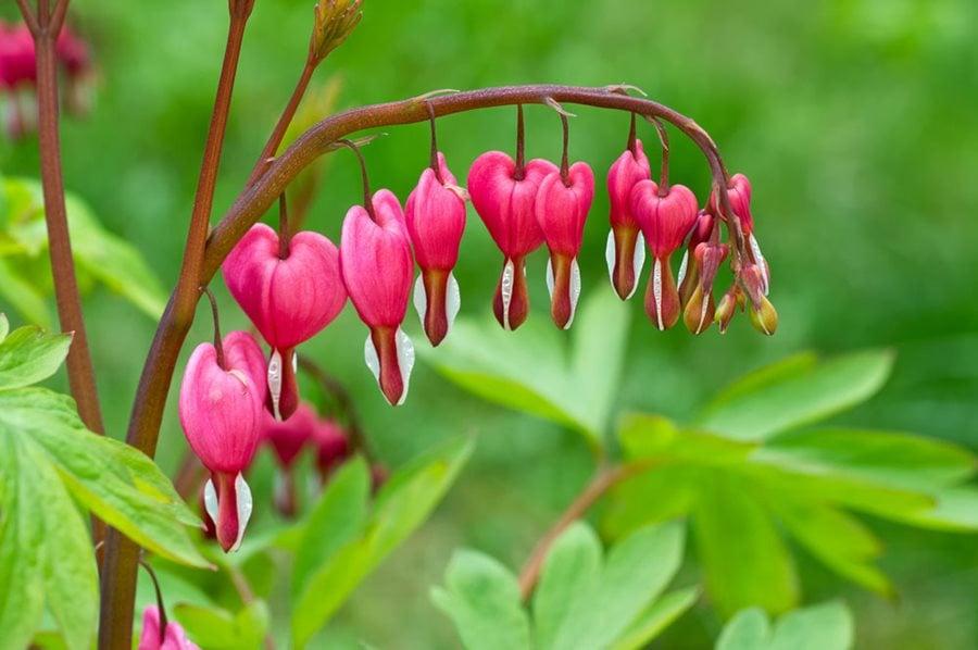 G578 Dicentra Spectabilis - View 19 from www redcrocus com