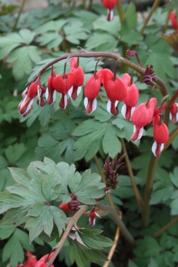 G578 Dicentra Spectabilis - View 20 from www redcrocus com