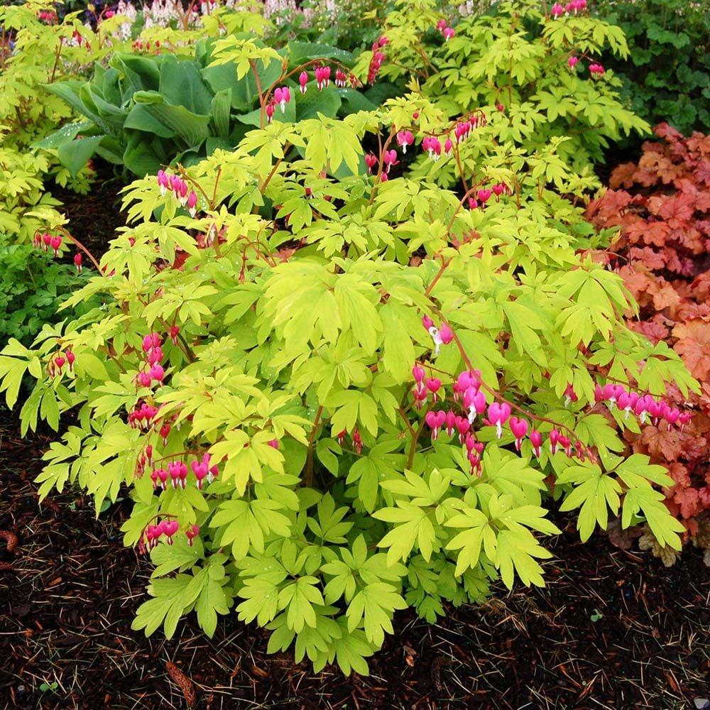G578 Dicentra Spectabilis - View 21 from www redcrocus com