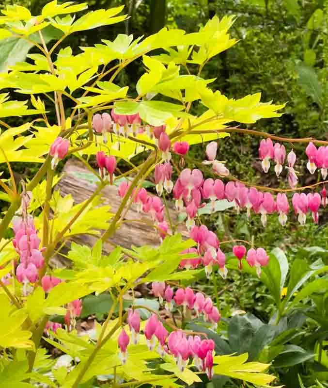 G578 Dicentra Spectabilis - View 26 from www redcrocus com