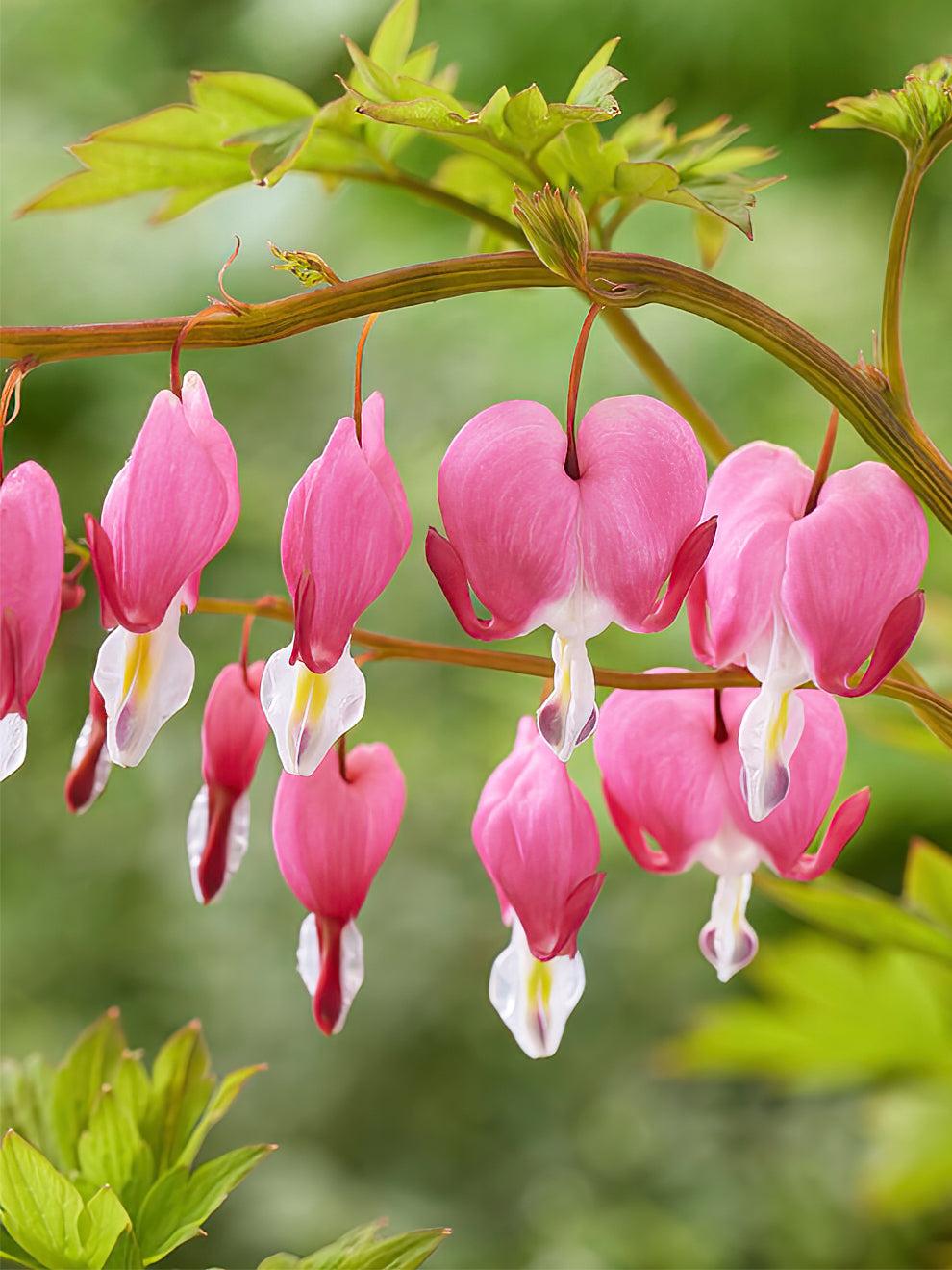 G578 Dicentra Spectabilis - View 27 from www redcrocus com