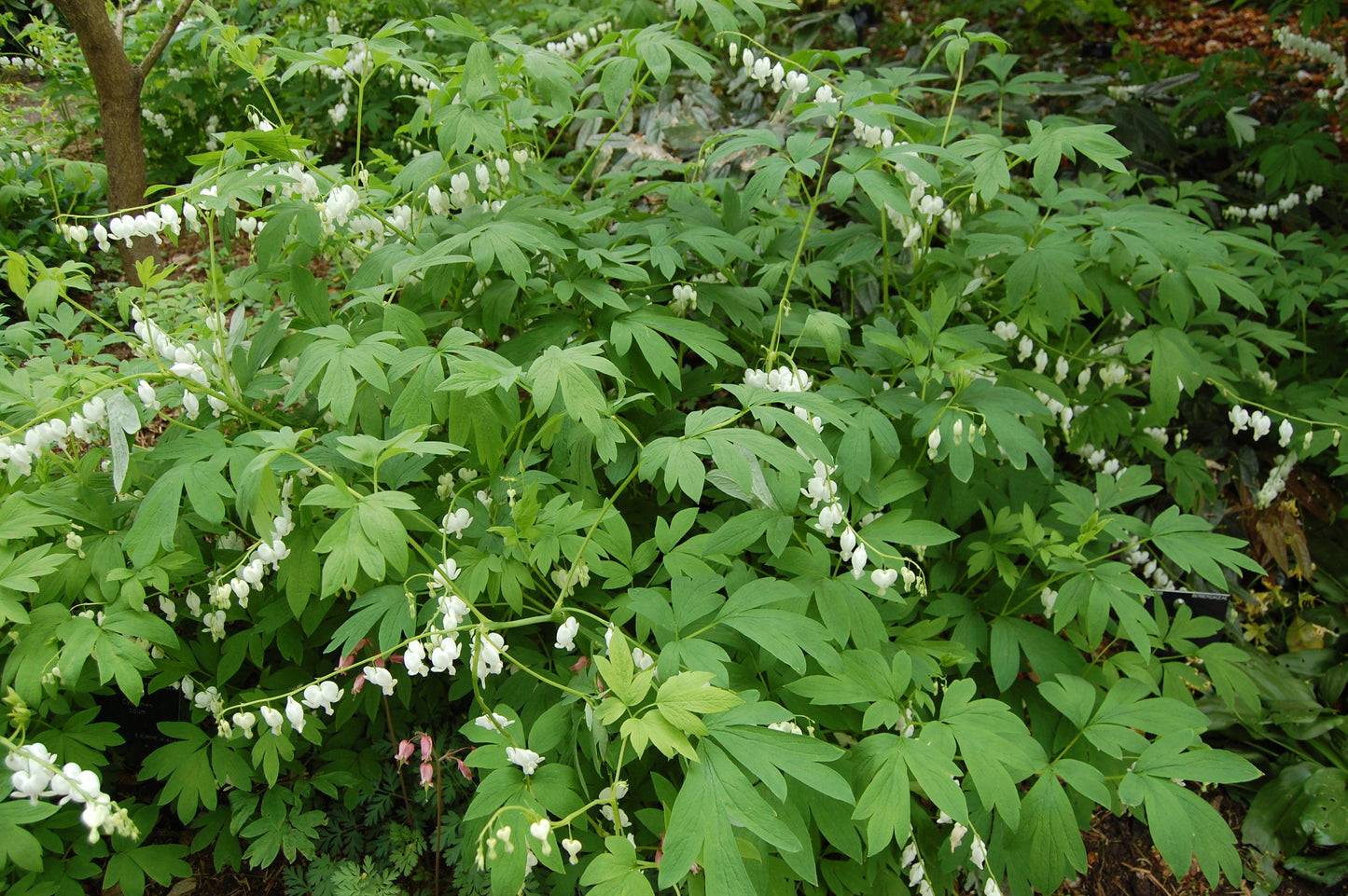 G578 Dicentra Spectabilis - View 29 from www redcrocus com