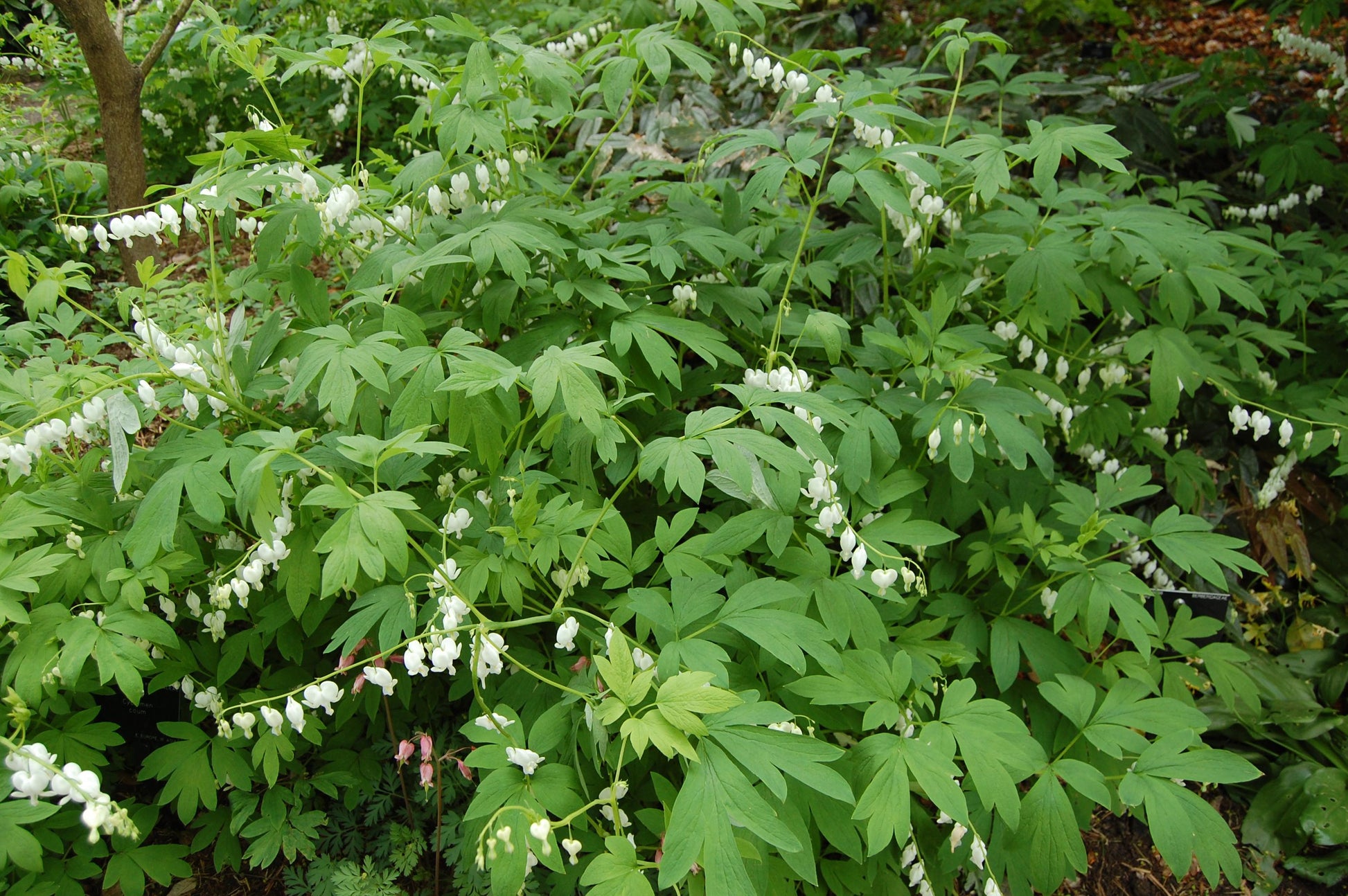 G578 Dicentra Spectabilis - View 29 from www redcrocus com