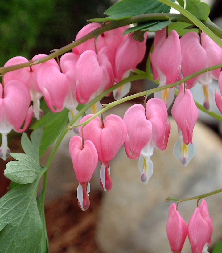 G578 Dicentra Spectabilis - View 30 from www redcrocus com