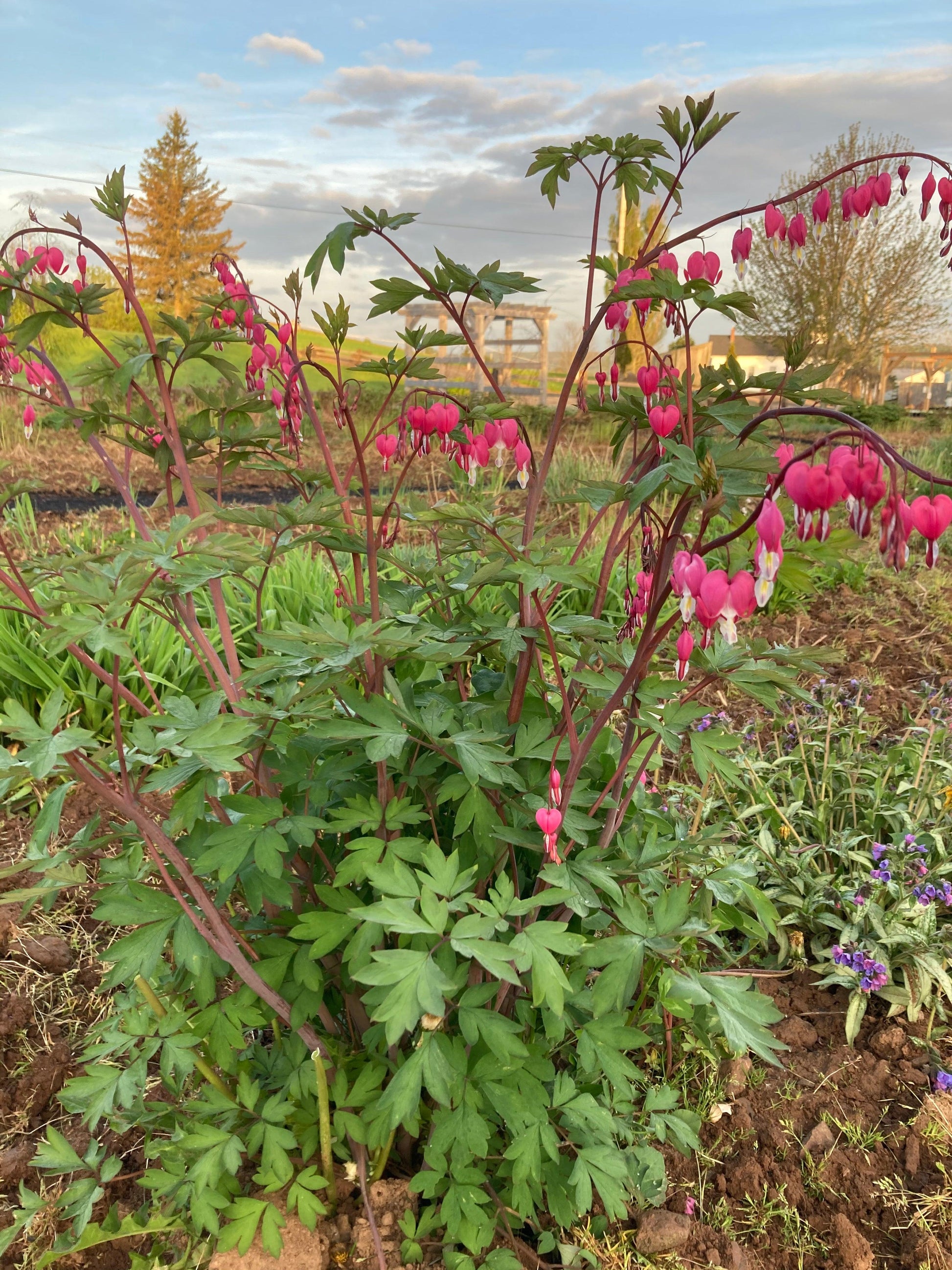 G578 Dicentra Spectabilis - View 31 from www redcrocus com