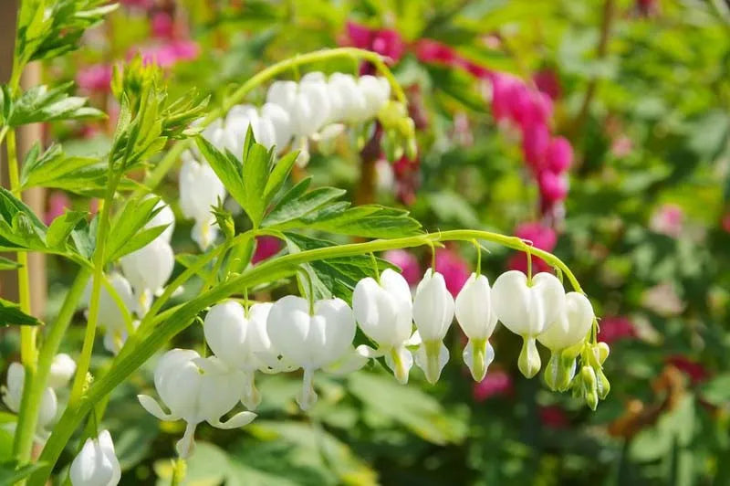 G578 Dicentra Spectabilis - View 31 from www redcrocus com