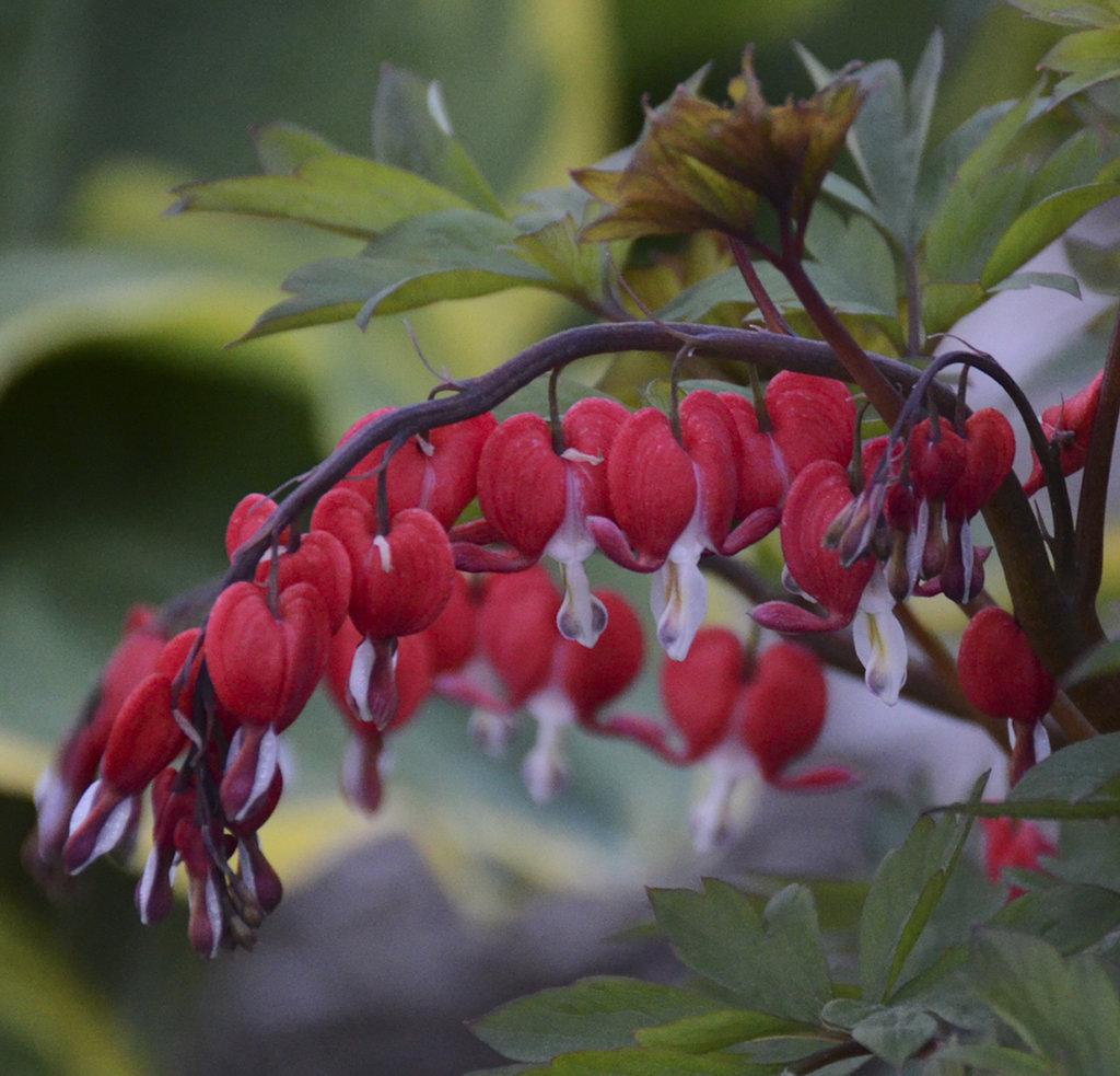 G578 Dicentra Spectabilis - View 33 from www redcrocus com
