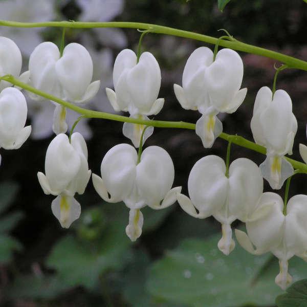 G578 Dicentra Spectabilis - View 3 from www redcrocus com