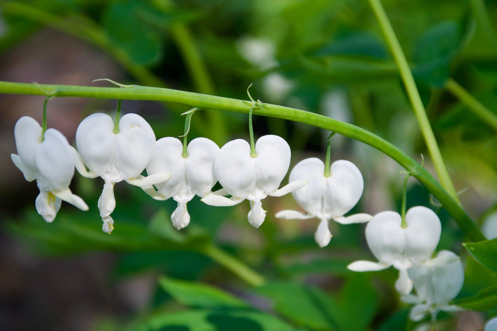 G578 Dicentra Spectabilis - View 6 from www redcrocus com