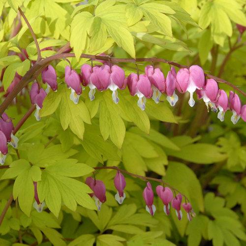 G578 Dicentra Spectabilis - View 7 from www redcrocus com