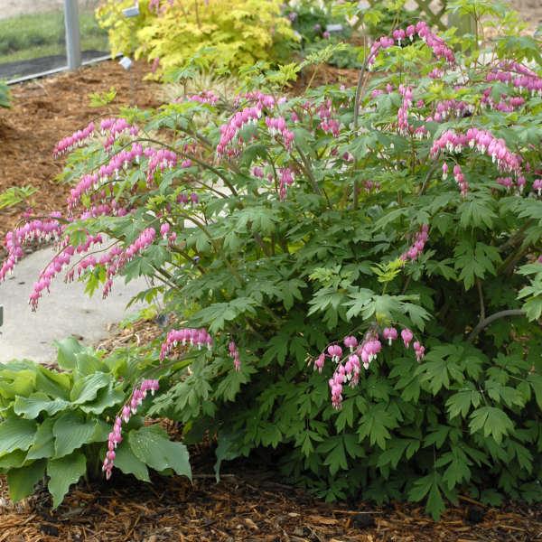 G578 Dicentra Spectabilis - View 8 from www redcrocus com