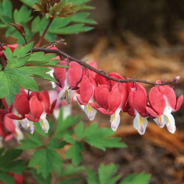 G578 Dicentra Spectabilis - View 9 from www redcrocus com