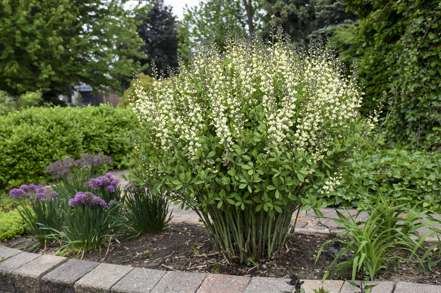 G584 Baptisia 'decadence Vanilla Cream' - View 10 from www redcrocus com