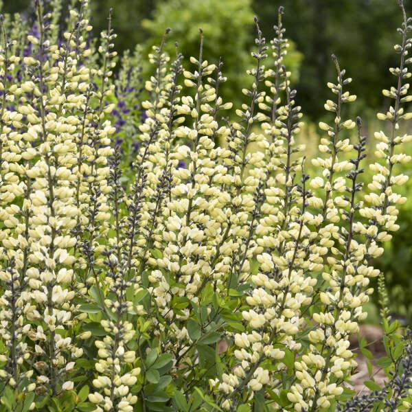 G584 Baptisia 'decadence Vanilla Cream' - View 13 from www redcrocus com